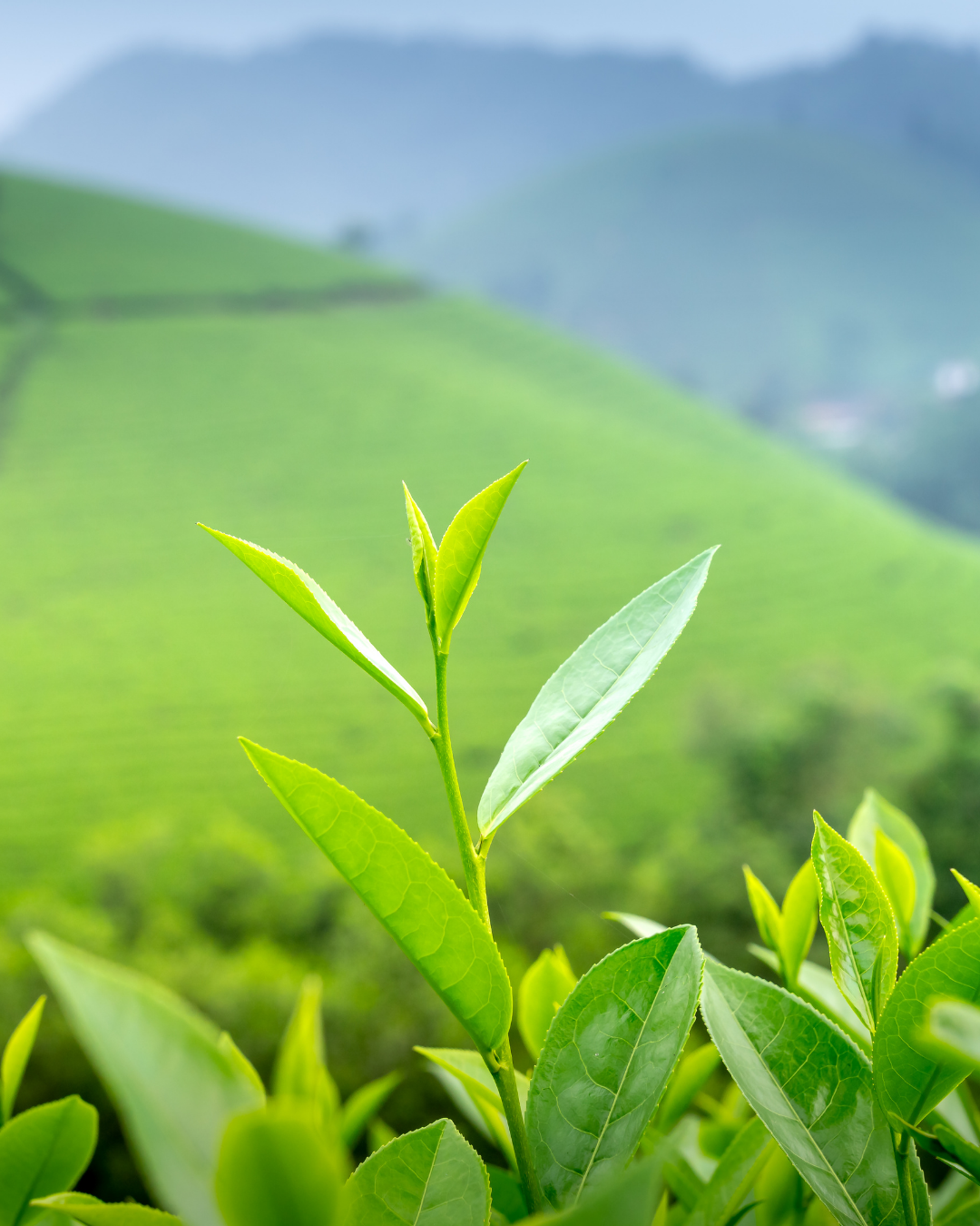 Vietnam: Established Green Tea Exporter with 60+ Years of Heritage