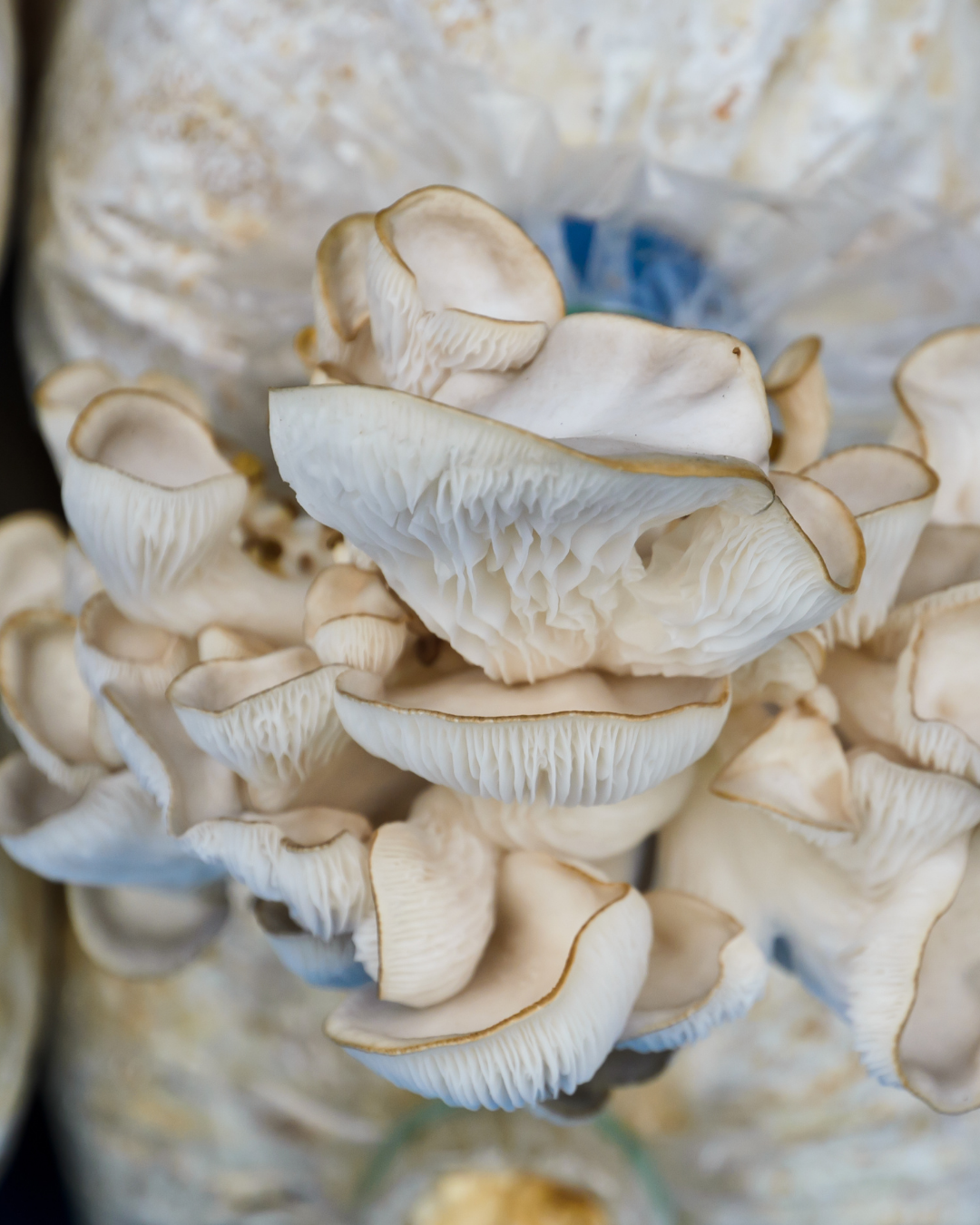 Japan: Leading Mushroom Cultivation & Fresh Produce Group Seeking Synergistic Acquisitions (Revenue JPY 0.5–4.5B)