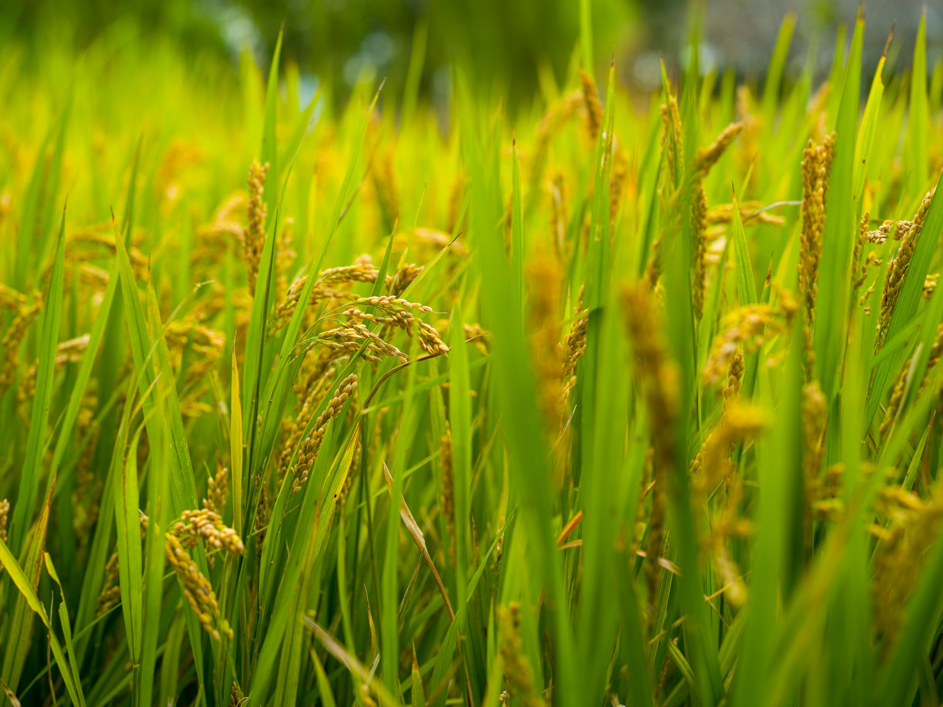 Japan: Leading Rice Milling & Food Group Seeking Majority Acquisitions (¥2B–¥10B)